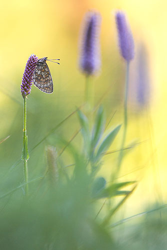 Vlinders fotograferen Eifel Duitsland