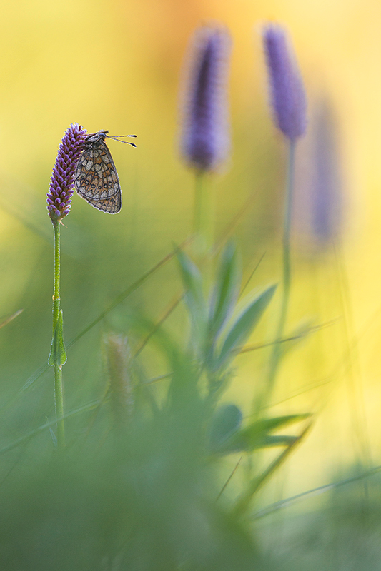 Ringoogparelmoervlinder | Boloria unomia in de Eifel, Duitsland