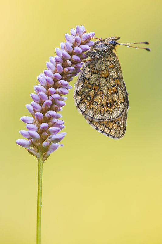 Ringoogparelmoervlinder | Boloria unomia in de Eifel, Duitsland