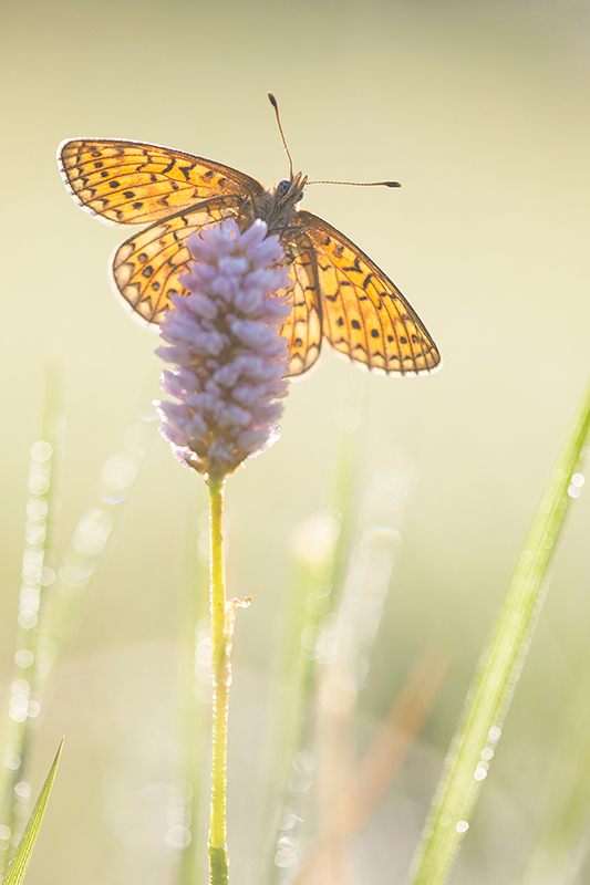 Ringoogparelmoervlinder | Boloria unomia in de Eifel, Duitsland