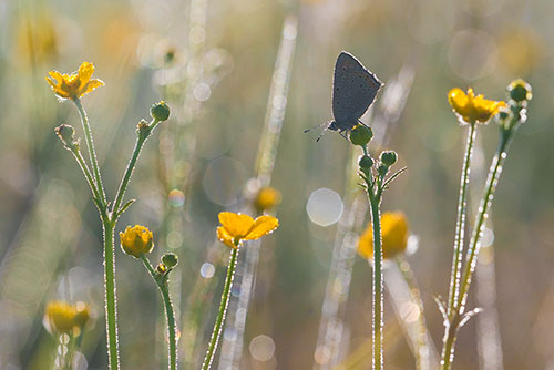 Rode vuurvlinder | Lycaena hippothoes met tegenlicht op Boterbloem