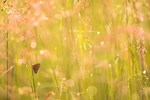 Rode vuurvlinder | Lycaena hippothoes