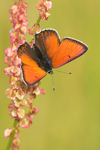 Rode vuurvlinder | Lycaena hippothoes