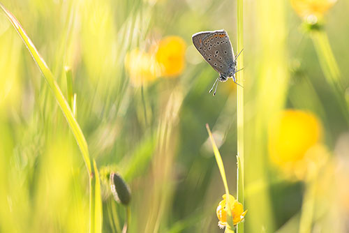 Rode vuurvlinder | Lycaena hippothoe