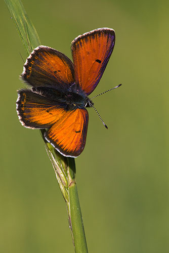 Rode vuurvlinder | Lycaena hippothoes