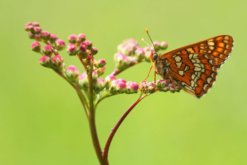 Roodbonte parelmoervlinder | Euphydryas maturna