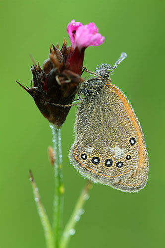 Roodstreephooibeestje | Coenonympha glycerion