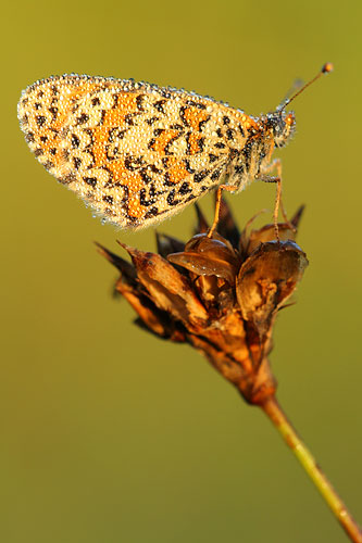 Toortsparelmoervlinder | Melitaea trivia