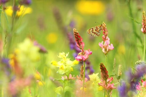 Vlinderfotografie, Toortsparelmoervlinder | Melitaea trivia