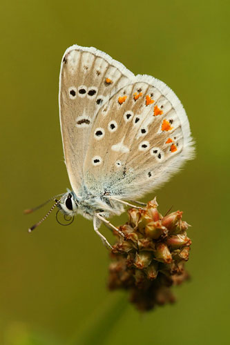 Turkooisblauwtje | Polyommatus dorylas