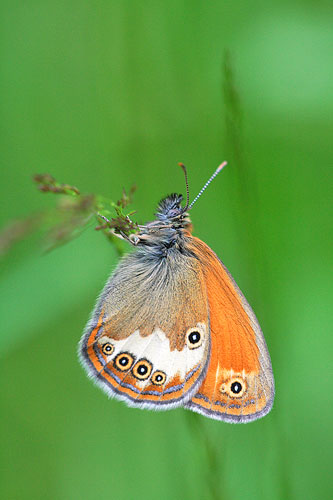 Tweekleurig hooibeestje | Coenonympha arcania