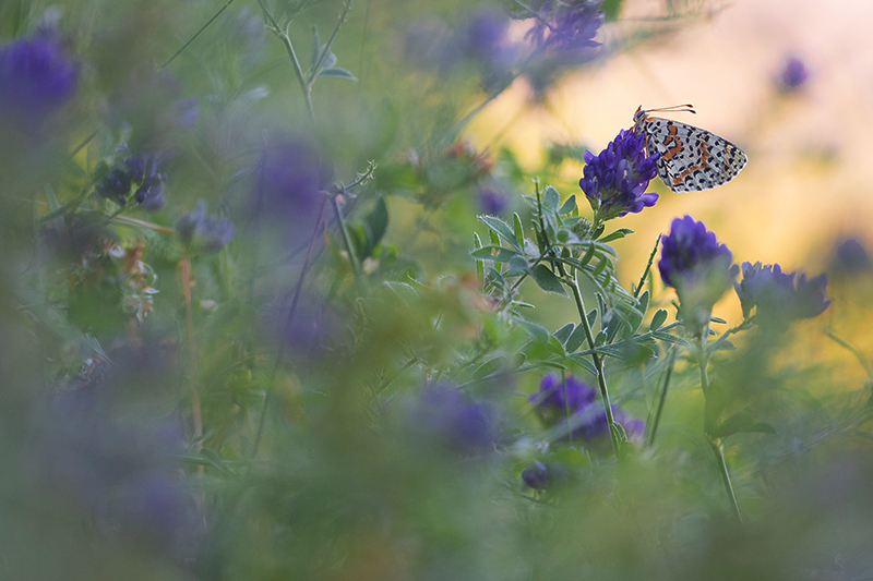 Tweekleurige parelmoervlinder | Melitaea didyma tussen de paarse bloemen.