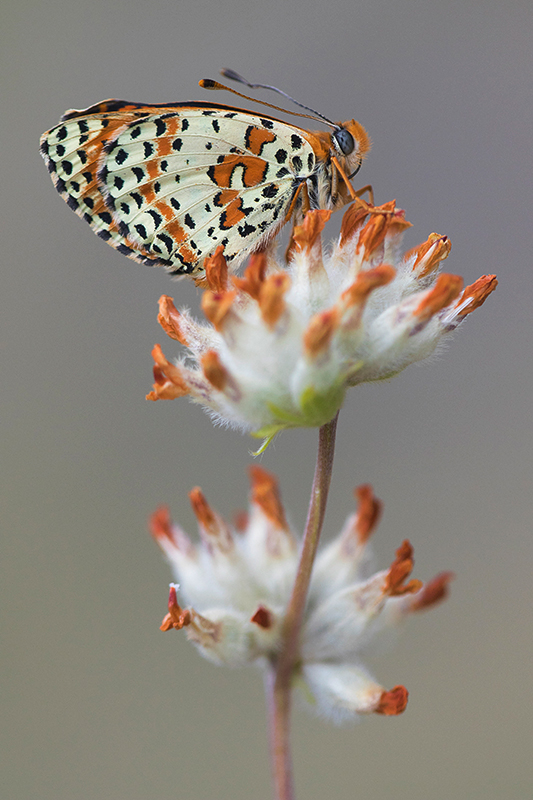 Tweekleurige parelmoervlinder | Melitaea didyma