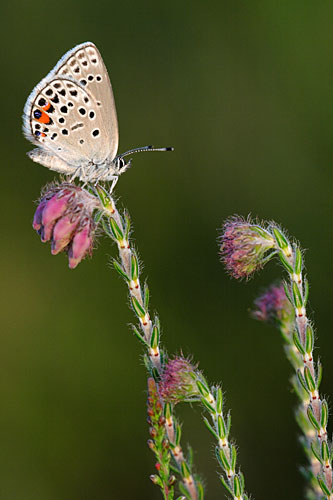 Zeldzaam Veenbesblauwtje | Agriades (Plebejus) optilete in Nederland.