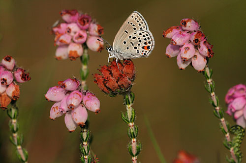 Zeldzaam Veenbesblauwtje | Agriades (Plebejus) optilete in Nederland.