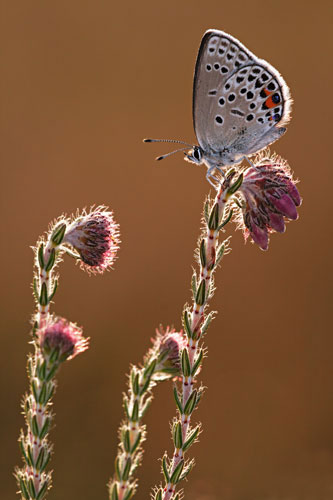 Zeldzaam Veenbesblauwtje | Agriades (Plebejus) optilete in Nederland.