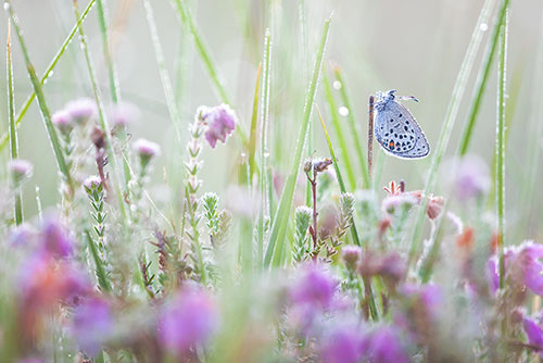 Zeldzaam Veenbesblauwtje | Agriades (Plebejus) optilete in Nederland.