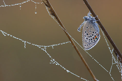 Zeldzaam Veenbesblauwtje | Agriades (Plebejus) optilete in Nederland.