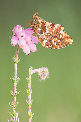 Veenbesparelmoervlinder | Boloria aquilonaris zeldzaam in Nederland.