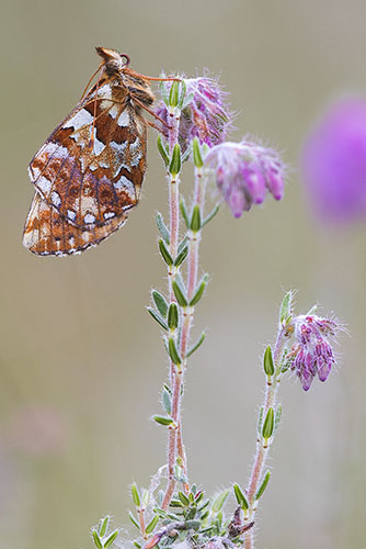 Veenbesparelmoervlinder | Boloria aquilonaris zeldzaam in Nederland.