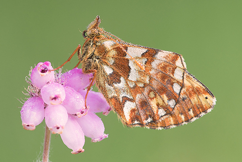 Veenbesparelmoervlinder | Boloria aquilonaris zeldzaam in Nederland.