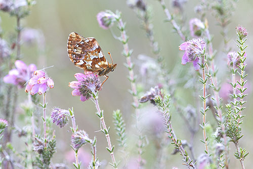 Veenbesparelmoervlinder | Boloria aquilonaris tussen de Dopheide