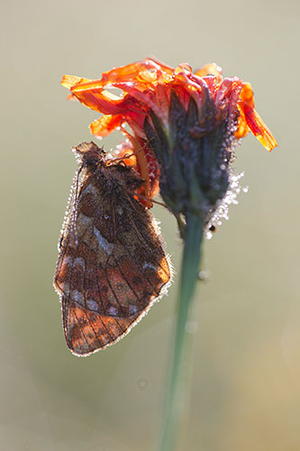 Veenbesparelmoervlinder | Boloria aquilonaris zeldzaam in Nederland.