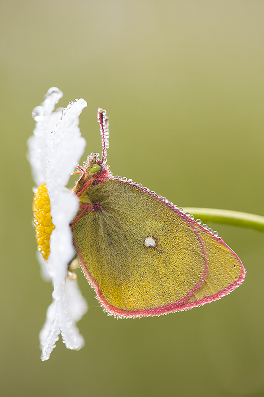 Veenluzernevlinder | Colias Palaeno