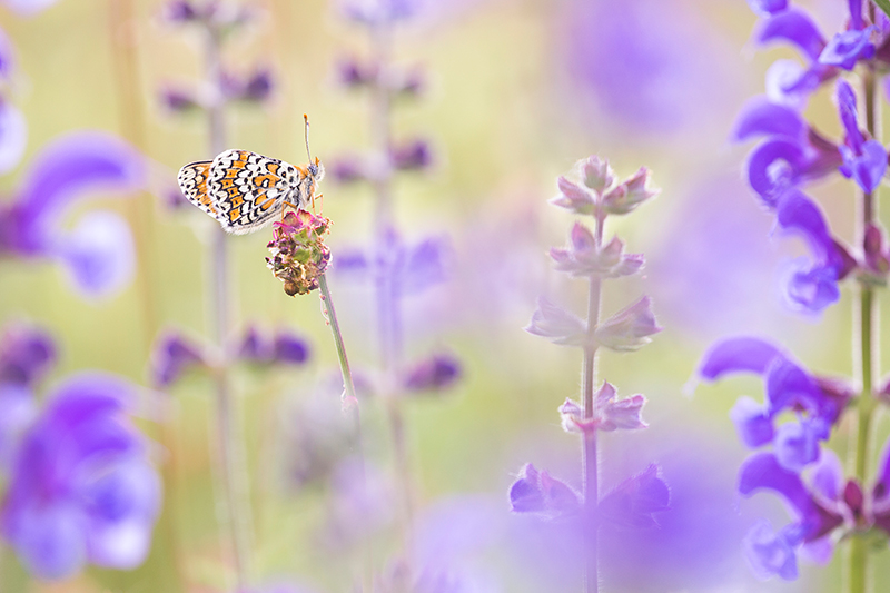 Veldparelmoervlinder | Melitaea cinxia