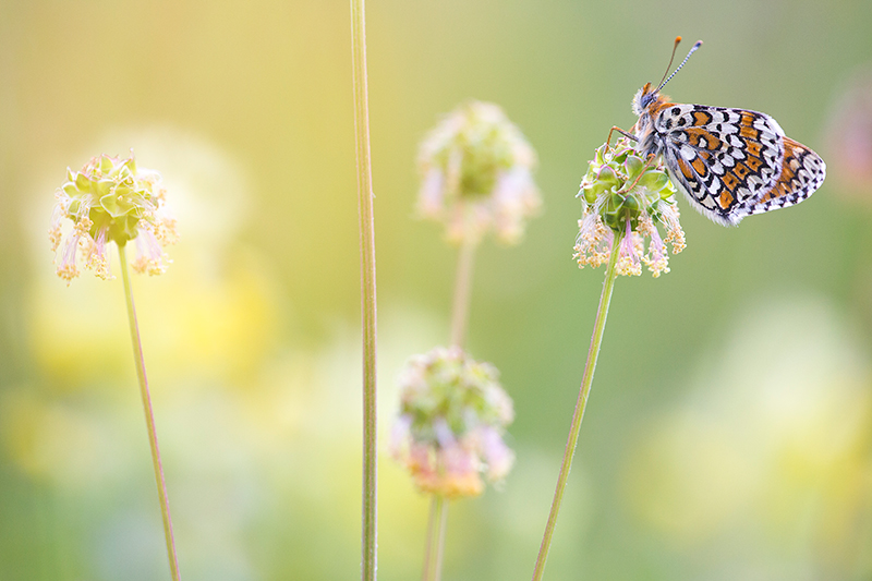 Veldparelmoervlinder | Melitaea cinxia