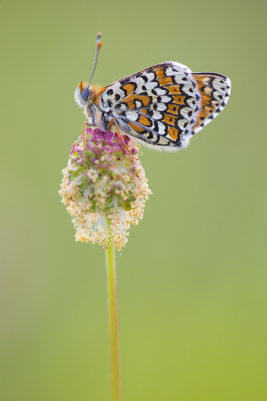 Veldparelmoervlinder | Melitaea cinxia