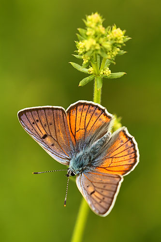 Paarse gloed op de vleugels van de Violette vuurvlinder | Lycaena alciphron