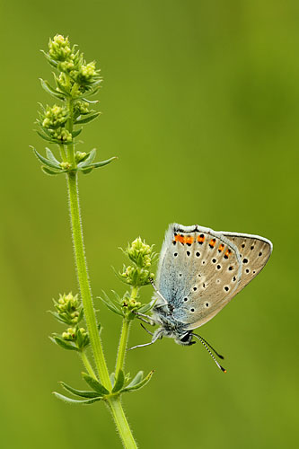 Violette vuurvlinder | Lycaena alciphron