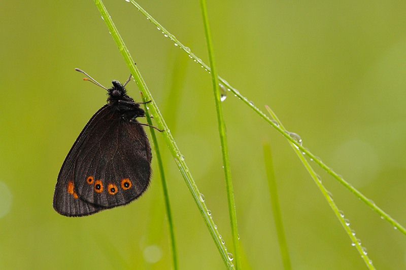 Voorjaarserebia | Erebia medusa