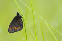 Voorjaarserebia - Erebia medusa - Woodland ringlet