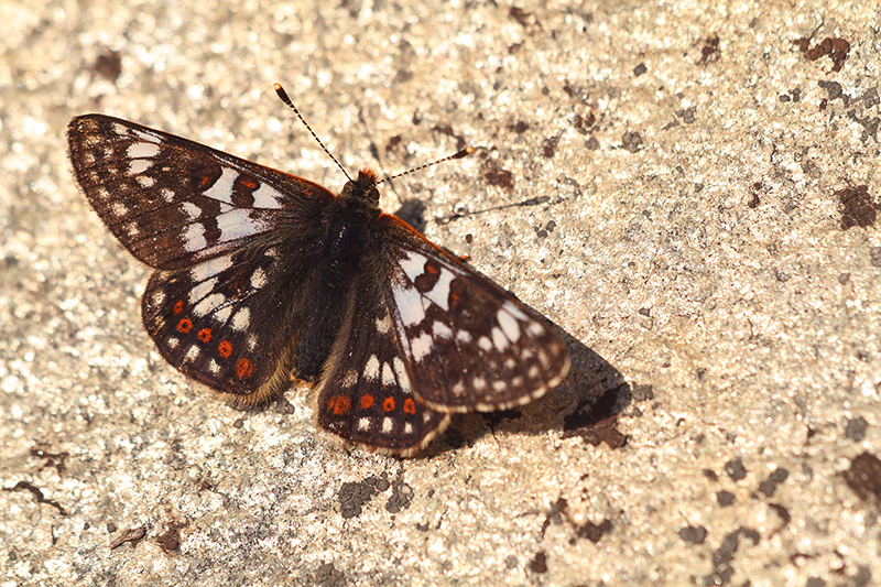 Witbonte parelmoervlinder | Euphydryas cynthia