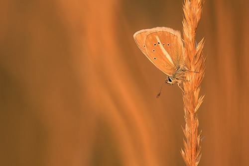 Vlinders fotograferen Witstreepblauwtje | Agrodiaetus damon