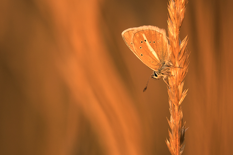 Vlinders fotograferen Witstreepblauwtje | Agrodiaetus damon