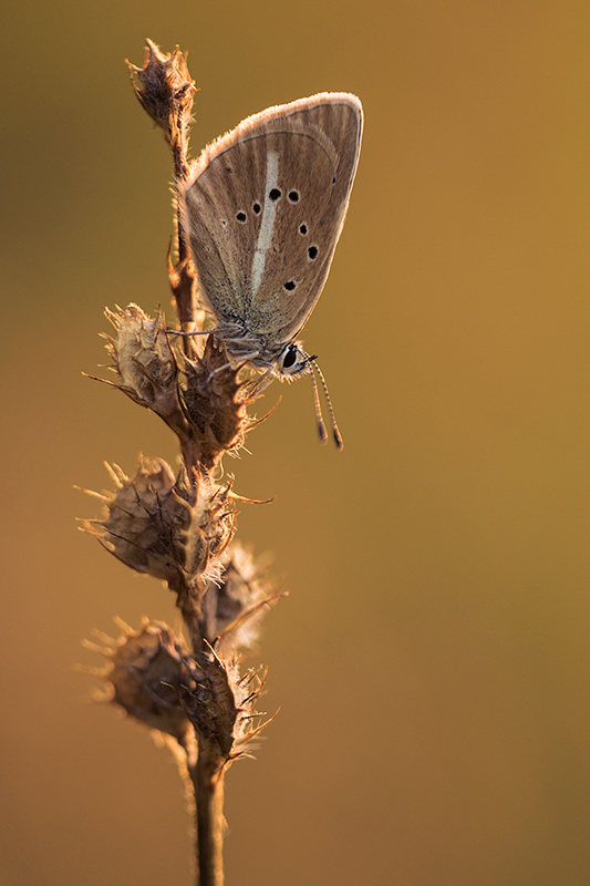 Witstreepblauwtje | Agrodiaetus damon