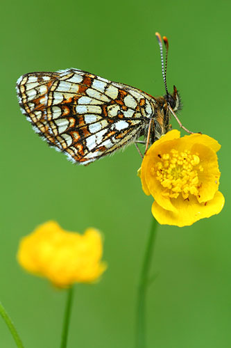 Woudparelmoervlinder | Melitaea diamina