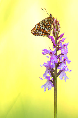 Vlinderfotografie Woudparelmoervlinder | Melitaea diamina op Orchidee