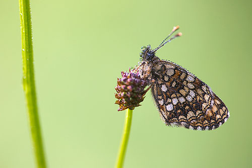 Woudparelmoervlinder | Melitaea diamina