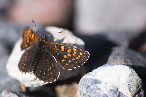 Woudparelmoervlinder | Melitaea diamina