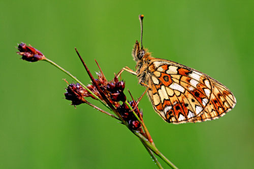 Zilveren maan | Boloria selene zeldzame vlinder in Nederland