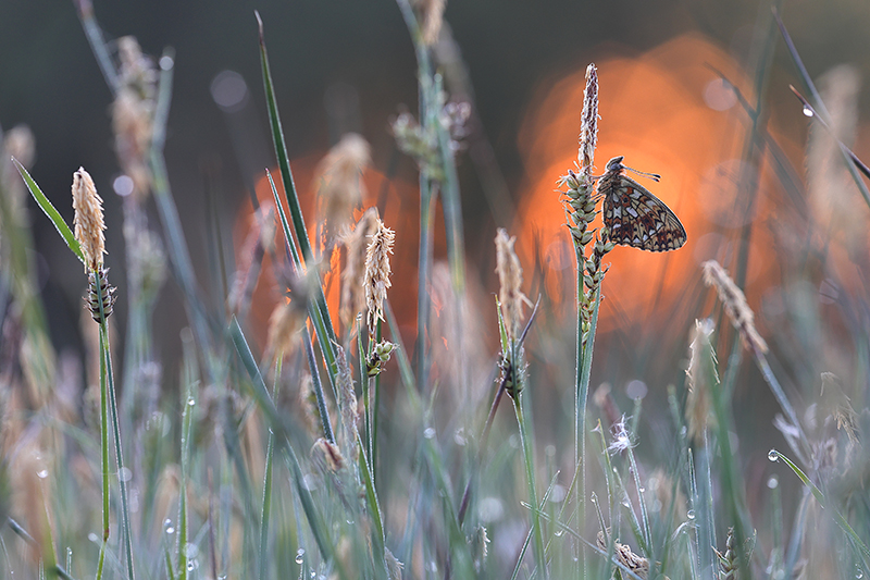 Zilveren maan | Boloria selene bij zonsopkomst.