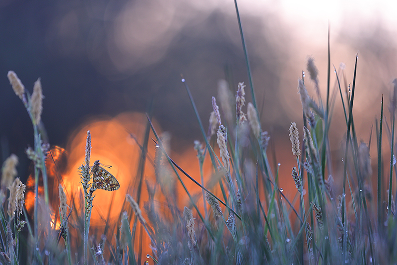 Zilveren maan | Boloria selene bij zonsopkomst.