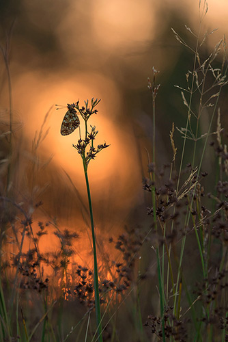 Vlinderfotografie Zilveren maan | Boloria selene bij zonsopkomst