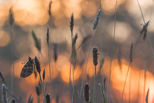 Met zonsopkomst Zilveren maan | Boloria selene fotograferen