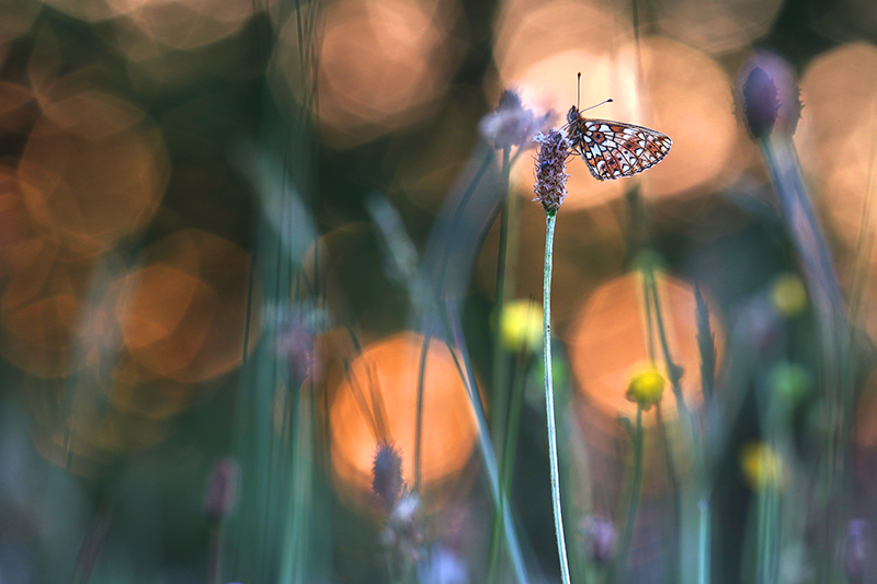 Zeldzame Zilveren maan met bokeh van de zonsopkomst.