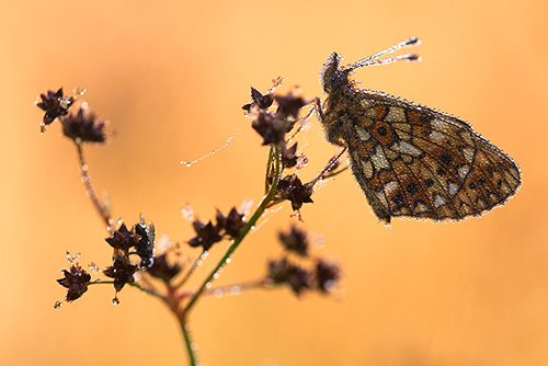 Zilveren maan | Boloria selene zeldzame vlinder in Nederland